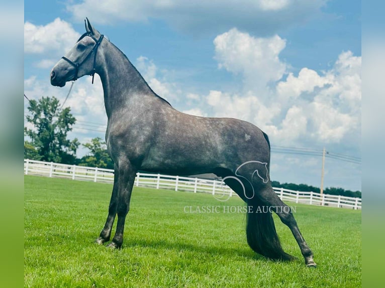 Tennessee walking horse Caballo castrado 2 años 142 cm Tordo in Lewisburg