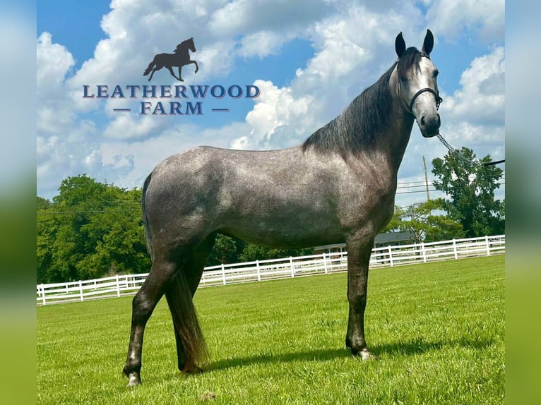 Tennessee walking horse Caballo castrado 2 años 142 cm Tordo in Lewisburg