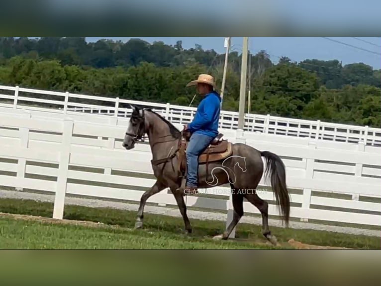 Tennessee walking horse Caballo castrado 2 años 142 cm Tordo in Lewisburg