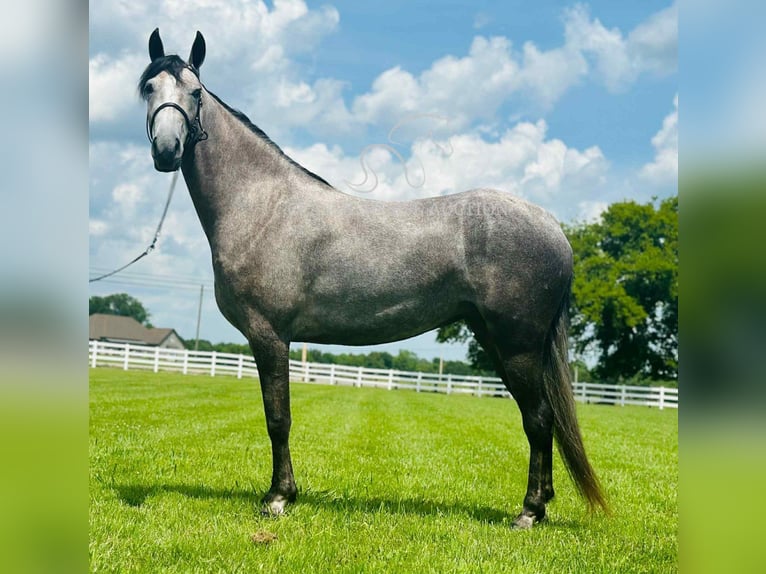 Tennessee walking horse Caballo castrado 2 años 142 cm Tordo in Lewisburg