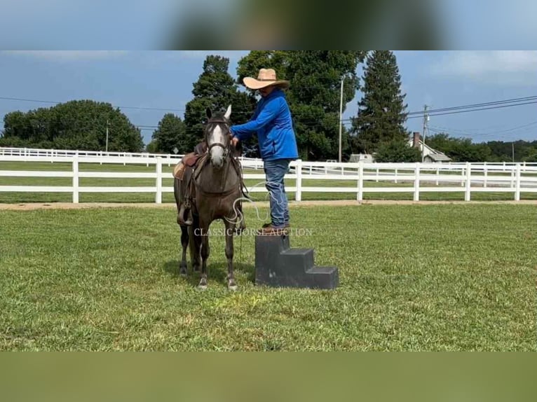 Tennessee walking horse Caballo castrado 2 años 142 cm Tordo in Lewisburg