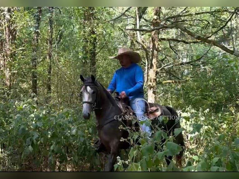 Tennessee walking horse Caballo castrado 2 años 142 cm Tordo in Lewisburg