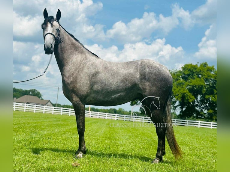 Tennessee walking horse Caballo castrado 2 años 142 cm Tordo in Lewisburg