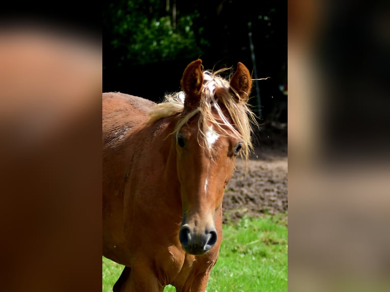 Tennessee walking horse Caballo castrado 2 años 152 cm Alazán in Dipperz