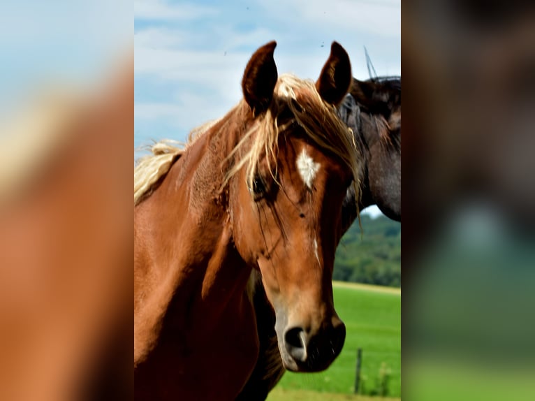 Tennessee walking horse Caballo castrado 2 años 152 cm Alazán in Dipperz