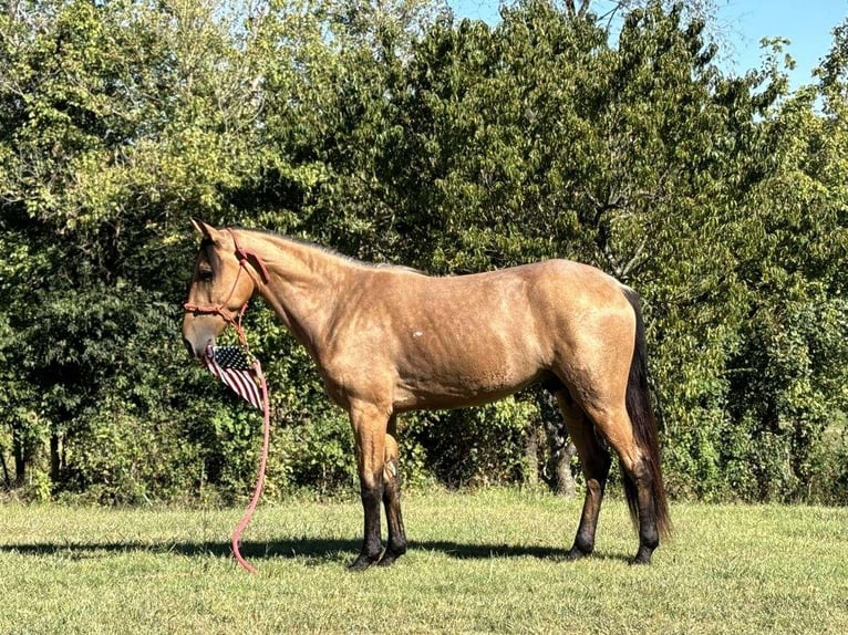 Tennessee walking horse Caballo castrado 2 años 152 cm Buckskin/Bayo in Addison