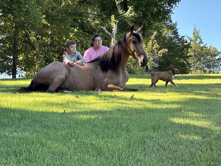 Tennessee walking horse Caballo castrado 2 años 152 cm Buckskin/Bayo in Addison