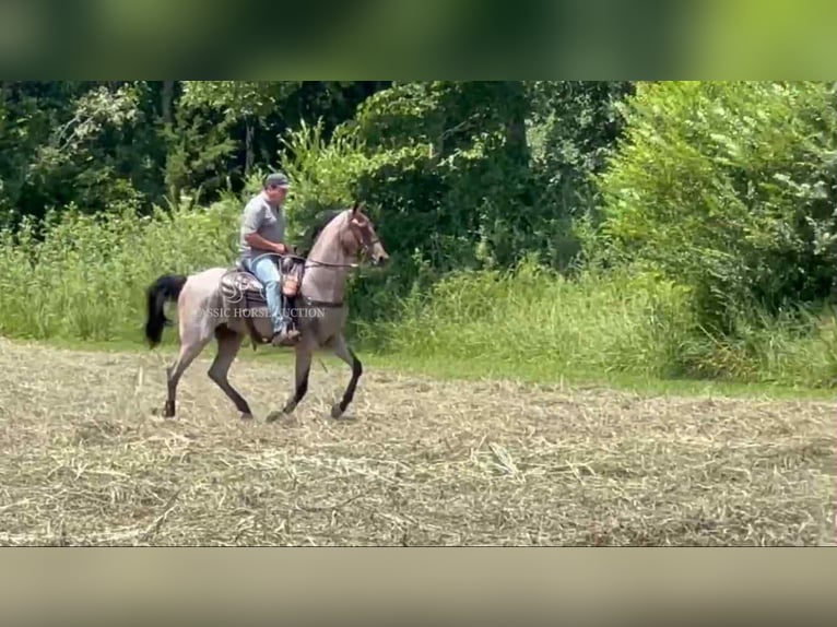 Tennessee walking horse Caballo castrado 2 años 152 cm Castaño rojizo in Lewisburg