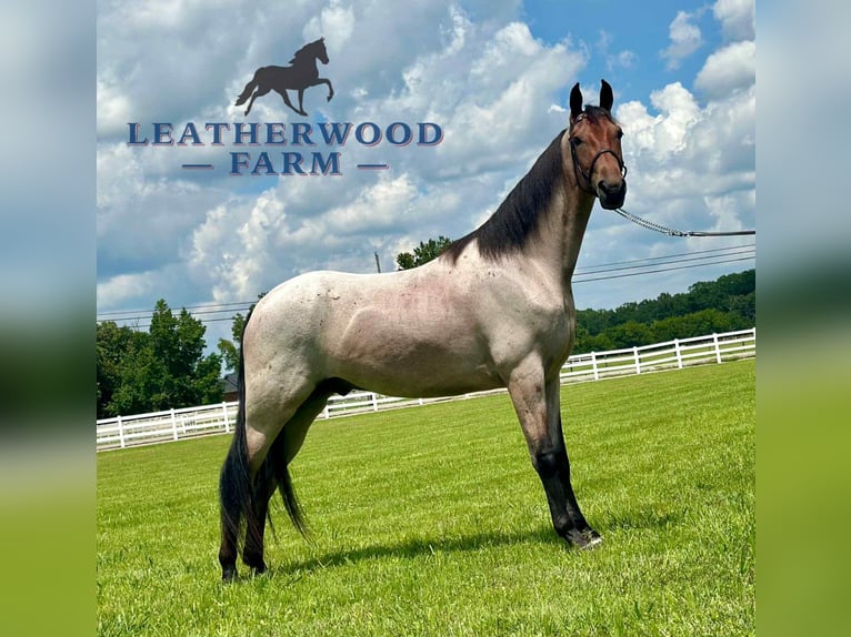Tennessee walking horse Caballo castrado 2 años 152 cm Castaño rojizo in Lewisburg