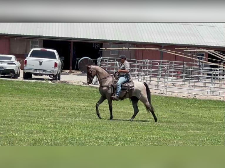Tennessee walking horse Caballo castrado 2 años 152 cm Castaño rojizo in Lewisburg