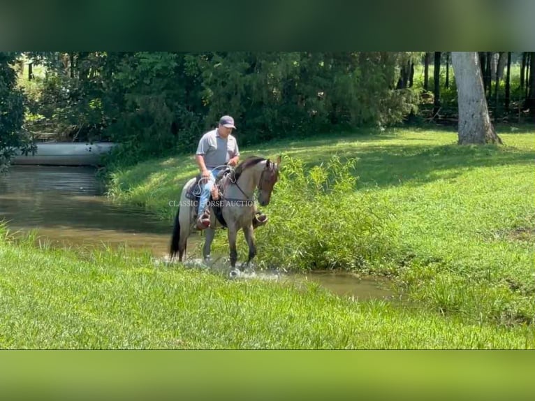 Tennessee walking horse Caballo castrado 2 años 152 cm Castaño rojizo in Lewisburg