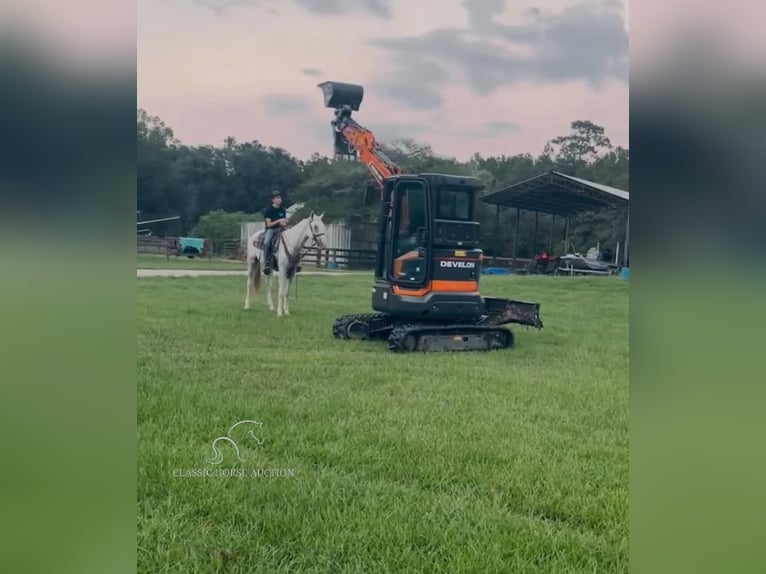 Tennessee walking horse Caballo castrado 2 años 152 cm Tordo in Independence, LA