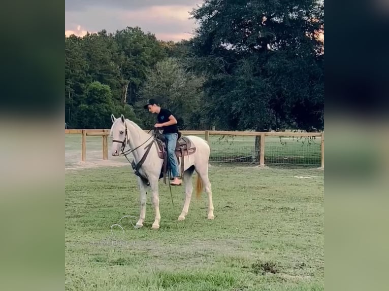 Tennessee walking horse Caballo castrado 2 años 152 cm Tordo in Independence, LA