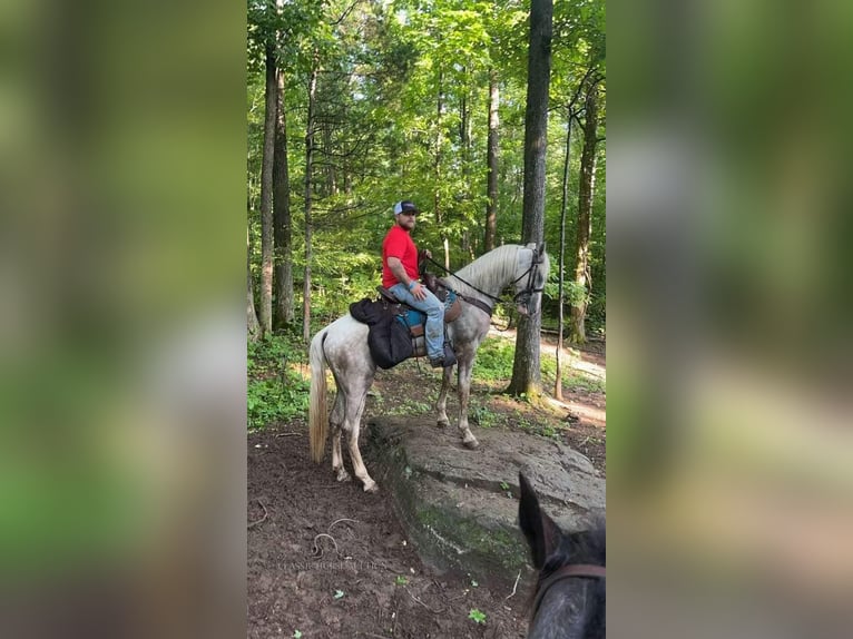 Tennessee walking horse Caballo castrado 2 años 152 cm Tordo in Independence, LA