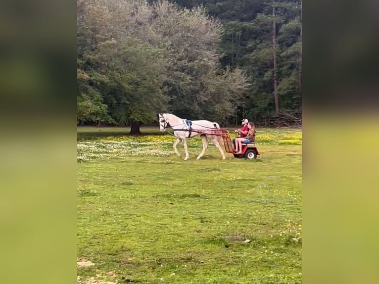 Tennessee walking horse Caballo castrado 2 años 152 cm Tordo in Independence, LA