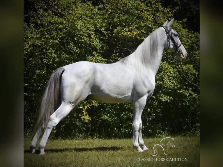 Tennessee walking horse Caballo castrado 2 años 152 cm Tordo in Hustonville, KY