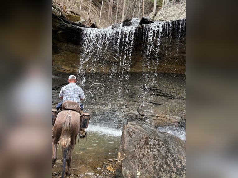 Tennessee walking horse Caballo castrado 2 años 152 cm Tordo in Lewisburg, TN