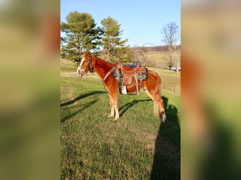 Tennessee walking horse Caballo castrado 3 años 132 cm Alazán rojizo in Campbellsville, KY