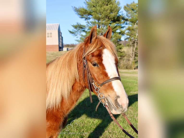 Tennessee walking horse Caballo castrado 3 años 132 cm Alazán rojizo in Campbellsville, KY