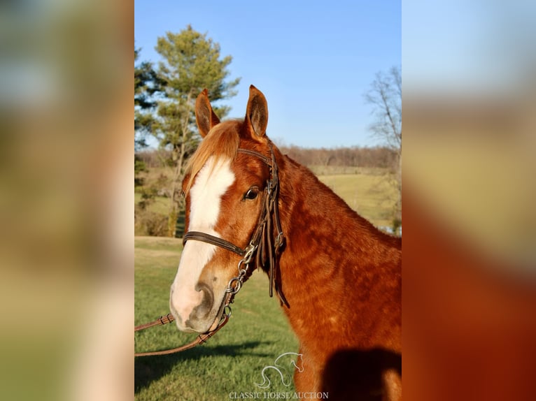 Tennessee walking horse Caballo castrado 3 años 132 cm Alazán rojizo in Campbellsville, KY