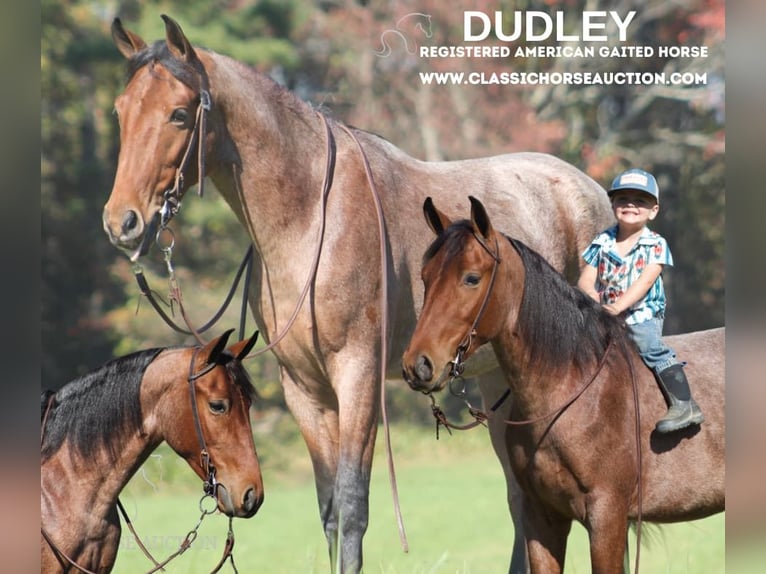 Tennessee walking horse Caballo castrado 3 años 142 cm Castaño rojizo in Whitley City, KY