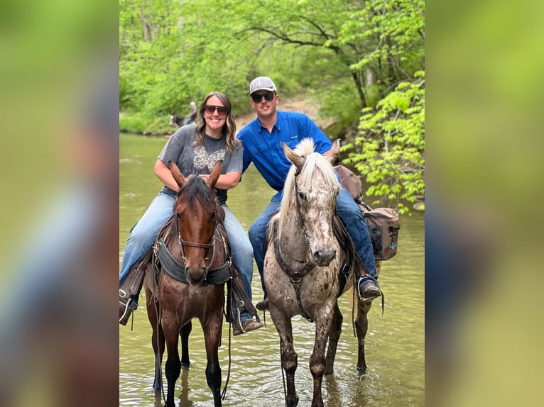 Tennessee walking horse Caballo castrado 3 años 142 cm Castaño rojizo in Whitley City, KY