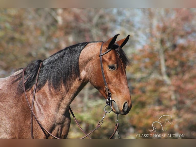 Tennessee walking horse Caballo castrado 3 años 142 cm Castaño rojizo in Whitley City, KY