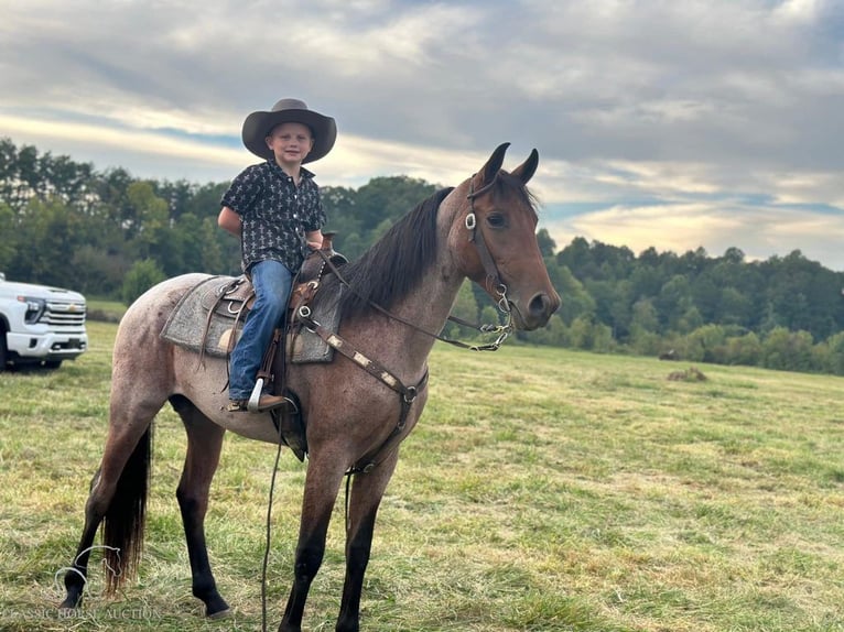 Tennessee walking horse Caballo castrado 3 años 142 cm Castaño rojizo in Whitley City, KY