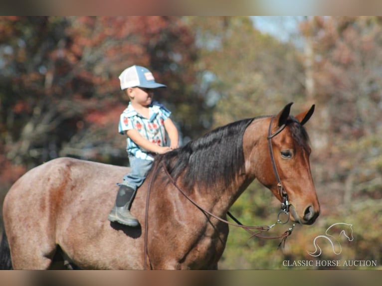 Tennessee walking horse Caballo castrado 3 años 142 cm Castaño rojizo in Whitley City, KY