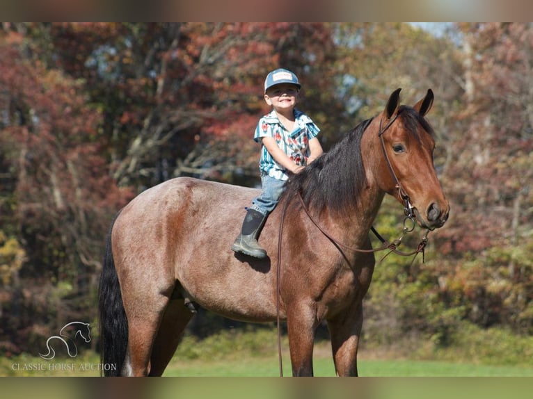 Tennessee walking horse Caballo castrado 3 años 142 cm Castaño rojizo in Whitley City, KY