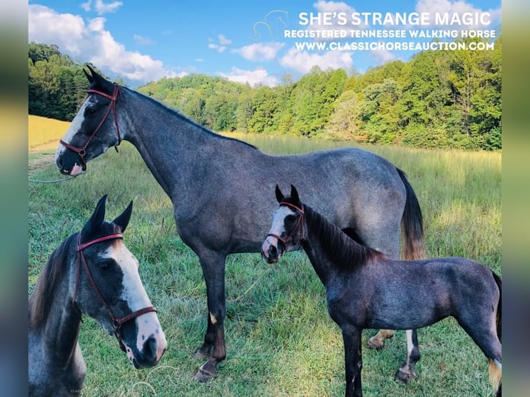 Tennessee walking horse Caballo castrado 3 años 142 cm Negro in ROCKHOLDS, KY