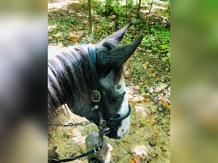 Tennessee walking horse Caballo castrado 3 años 142 cm Negro in ROCKHOLDS, KY