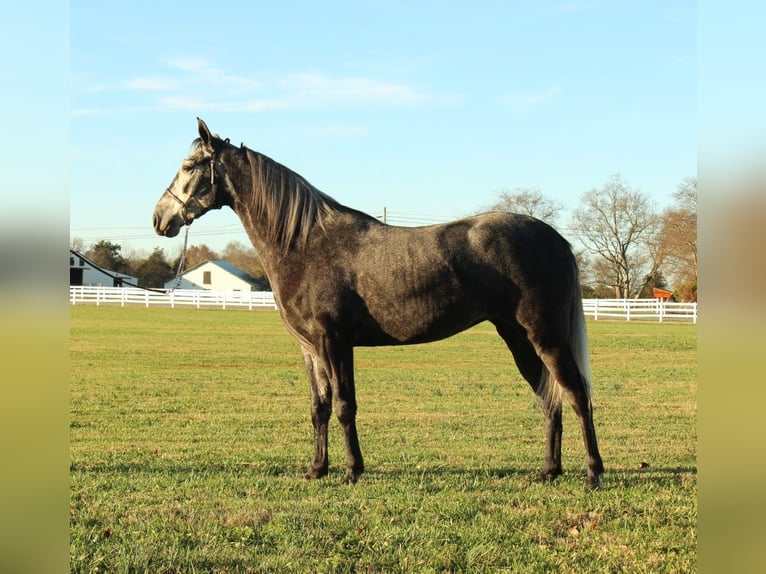 Tennessee walking horse Caballo castrado 3 años 142 cm Tordo in Lewisburg, TN