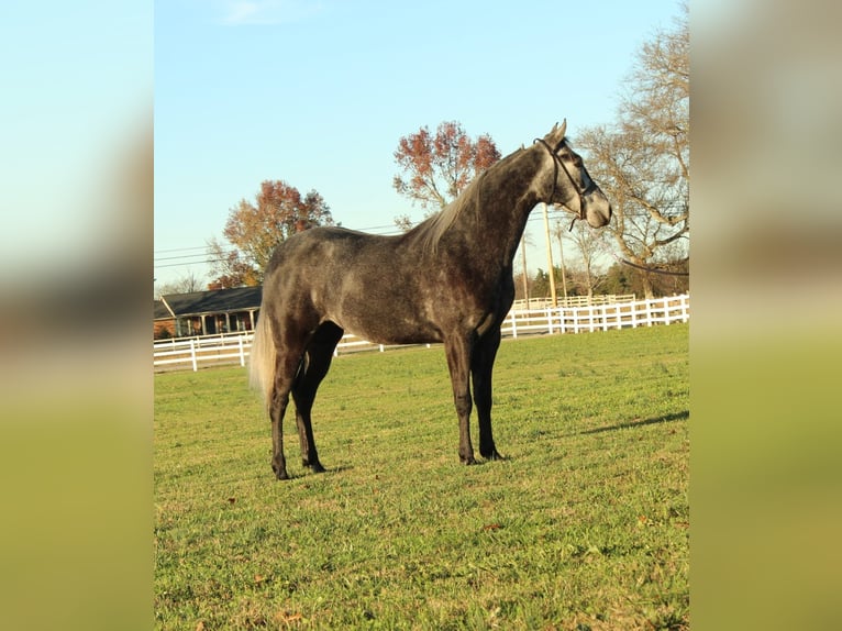 Tennessee walking horse Caballo castrado 3 años 142 cm Tordo in Lewisburg, TN