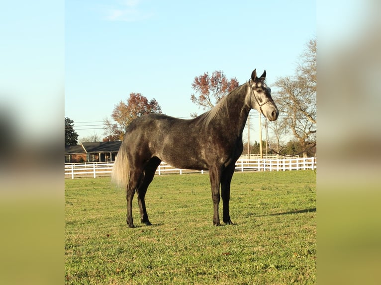 Tennessee walking horse Caballo castrado 3 años 142 cm Tordo in Lewisburg, TN