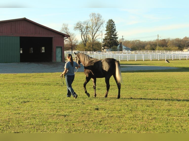 Tennessee walking horse Caballo castrado 3 años 142 cm Tordo in Lewisburg, TN