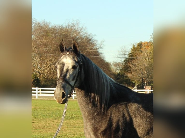 Tennessee walking horse Caballo castrado 3 años 142 cm Tordo in Lewisburg, TN