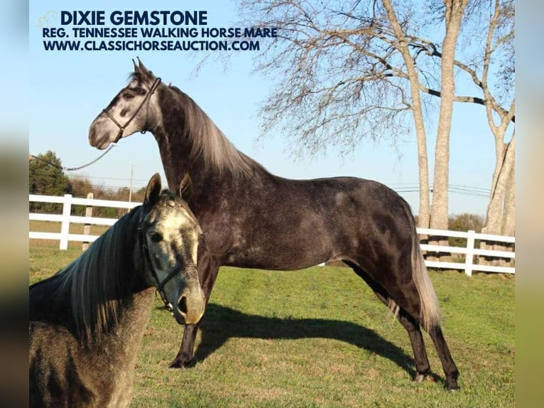 Tennessee walking horse Caballo castrado 3 años 142 cm Tordo in Lewisburg, TN