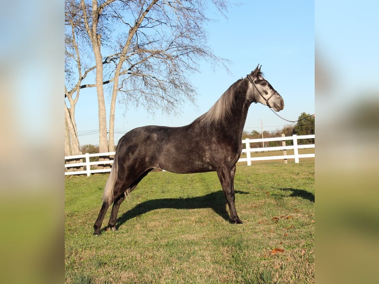 Tennessee walking horse Caballo castrado 3 años 142 cm Tordo in Lewisburg, TN