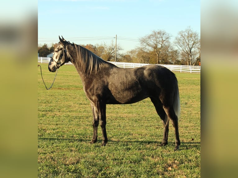 Tennessee walking horse Caballo castrado 3 años 142 cm Tordo in Lewisburg, TN