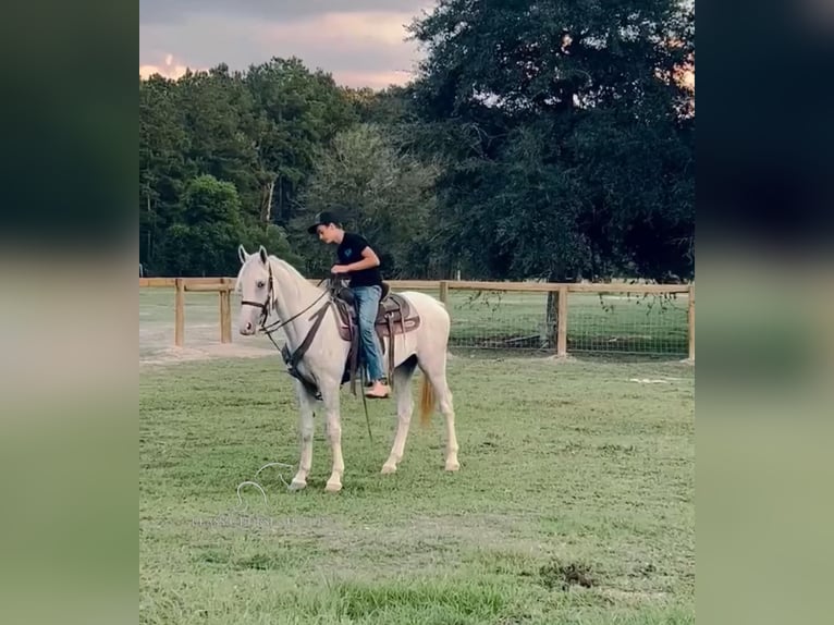 Tennessee walking horse Caballo castrado 3 años 152 cm in Independence, LA