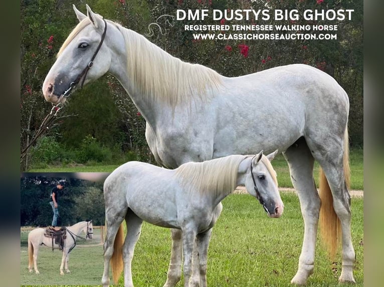 Tennessee walking horse Caballo castrado 3 años 152 cm in Independence, LA