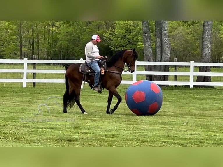 Tennessee walking horse Caballo castrado 3 años 152 cm Castaño rojizo in Lewisburg, TN