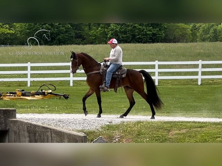 Tennessee walking horse Caballo castrado 3 años 152 cm Castaño rojizo in Lewisburg, TN