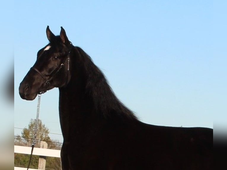 Tennessee walking horse Caballo castrado 3 años 152 cm Negro in Lewisburg, TN