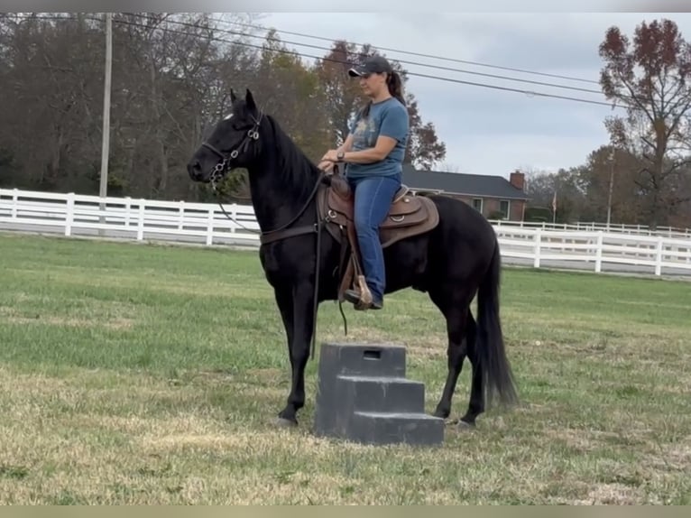 Tennessee walking horse Caballo castrado 3 años 152 cm Negro in Lewisburg, TN