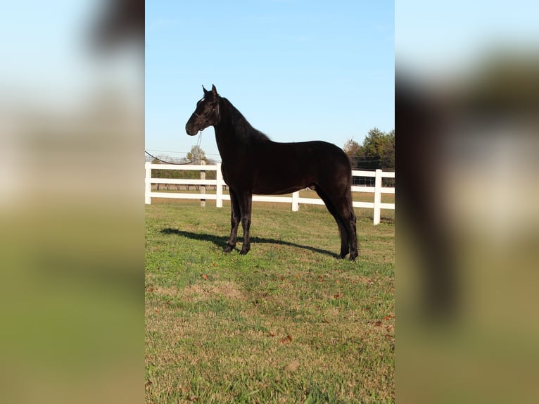 Tennessee walking horse Caballo castrado 3 años 152 cm Negro in Lewisburg, TN