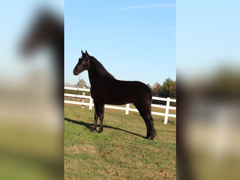 Tennessee walking horse Caballo castrado 3 años 152 cm Negro in Lewisburg, TN