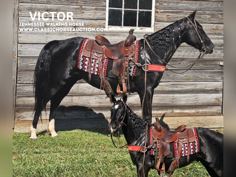 Tennessee walking horse Caballo castrado 3 años 152 cm Negro in Gillsville, GA