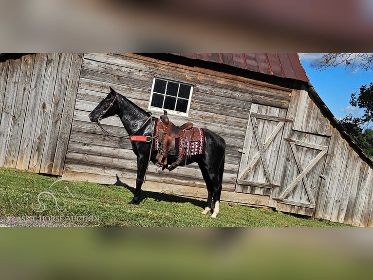 Tennessee walking horse Caballo castrado 3 años 152 cm Negro in Gillsville, GA